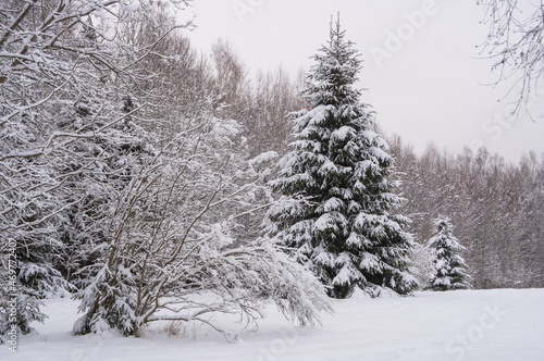 Snowy fir tree in the forest during snowfall. Bushes covered with the snow in the foreground © Ilga