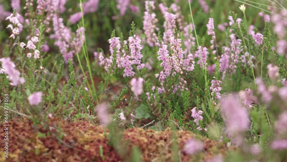 heath in a Swedish moor heath in a Swedish moor