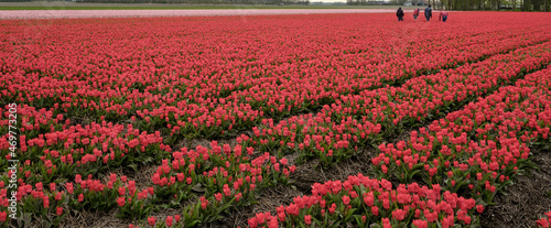 Tulps in the Noordoostpolder, provincie Flevoland, the Netherlands  photo