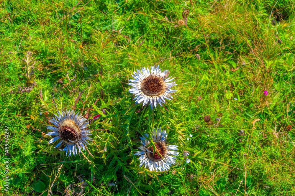 Wild mountain flowers during sunny summer day. Wild mountain flowers during sunny summer day.