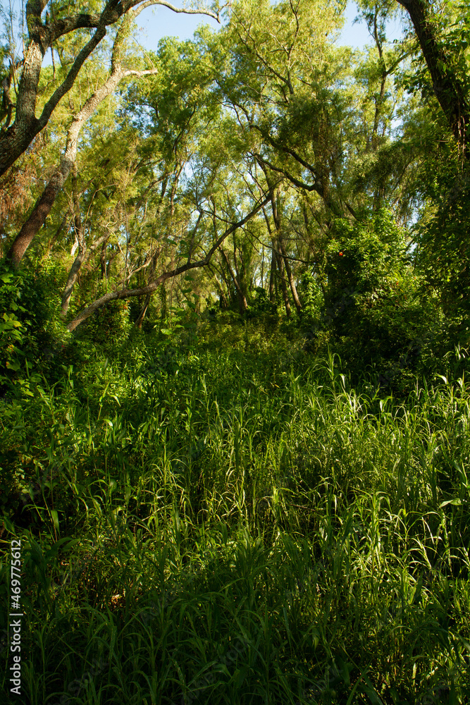 The green forest. Lush vegetation texture and pattern. The green forest. Lush vegetation texture and pattern.