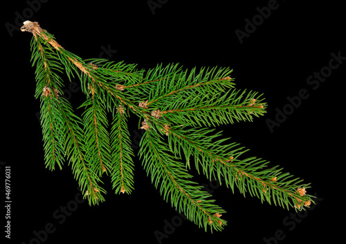 christmas tree branch