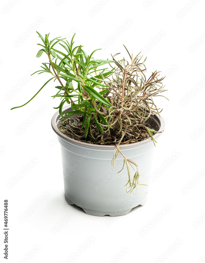 Half dead rosemary plant in gray pot isolated on white Half dead rosemary plant in gray pot isolated on white