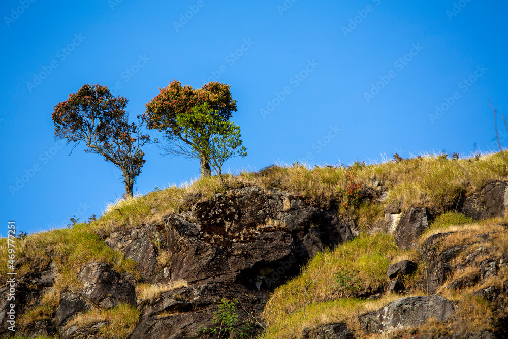 tree in the mountains