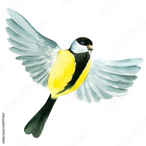 Tit flies, Bird on an isolated white background, watercolor drawing.