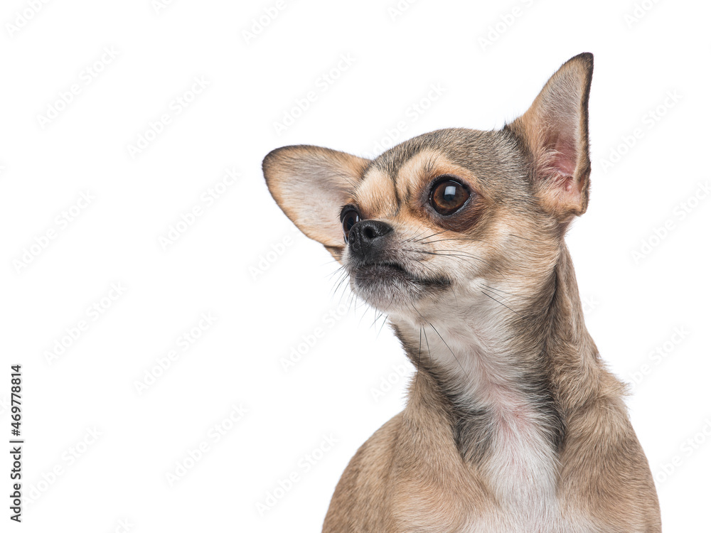 Obraz premium Portrait of a chihuahua dog looking away isolated on a white background