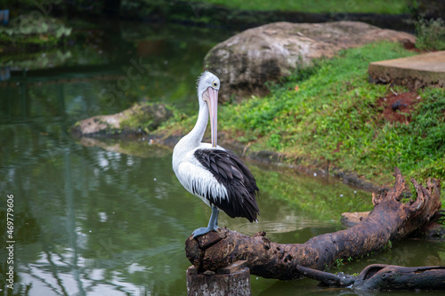 white pelican