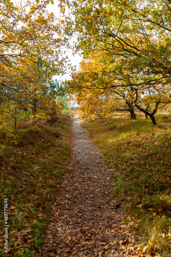 path winding through Autumn landscape