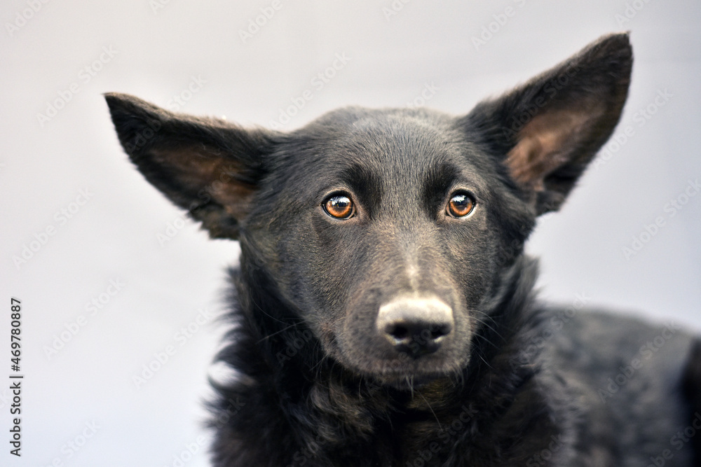 portrait of a black dog with big ears on a gray background