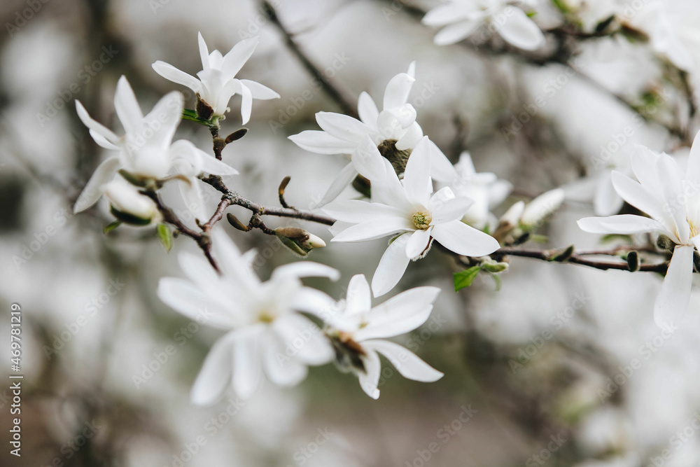 Obraz premium tree blossom