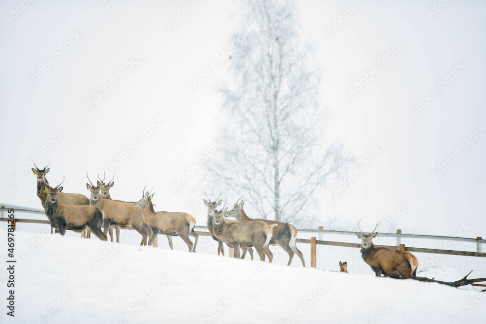 deer in snow deer in snow