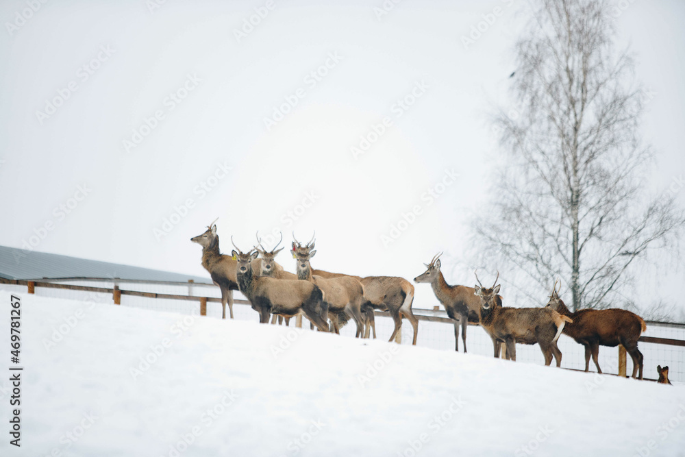 Obraz premium deer in winter