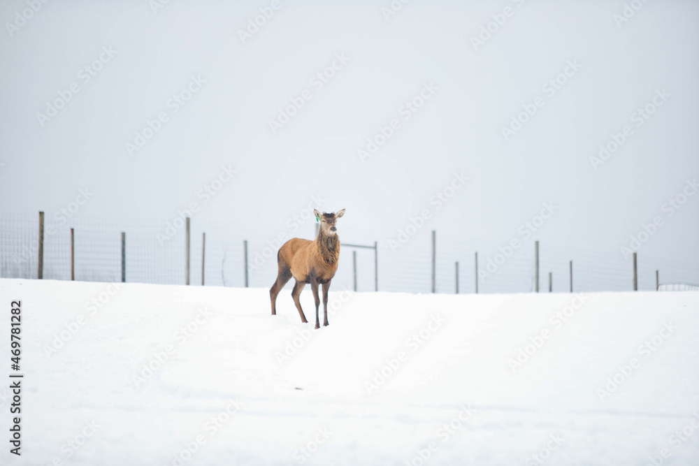 deer in the snow deer in the snow