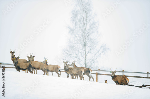 deer in snow