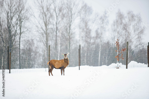 deer in snow © Kristine