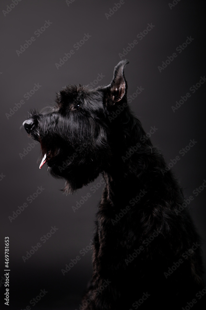 Beautiful dog breed Russian Black Terrier on a black background