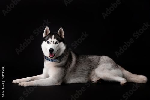 Beautiful dog breed husky on a black background