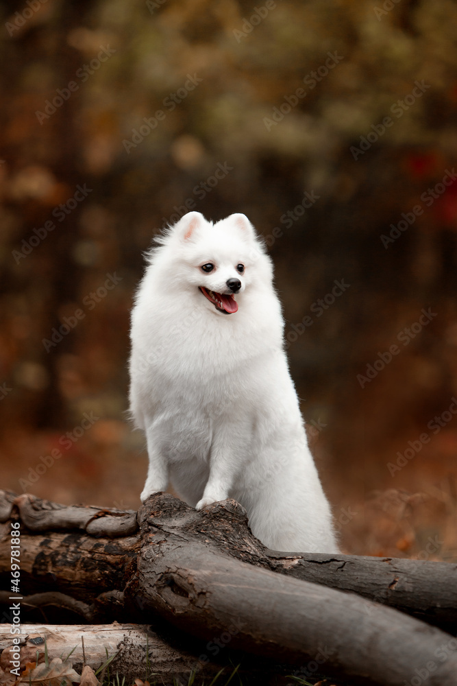 Handsome white spitz in autumn in the forest Handsome white spitz in autumn in the forest
