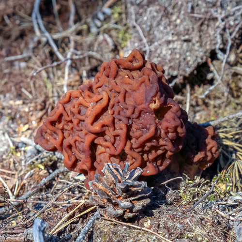 Brain mushroom