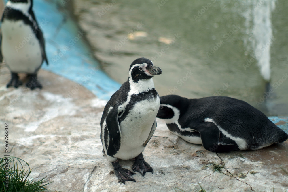 Naklejka premium penguins on the pond at the zoo
