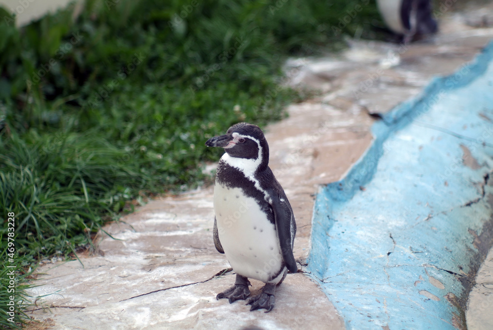 Fototapeta premium penguins on the pond at the zoo