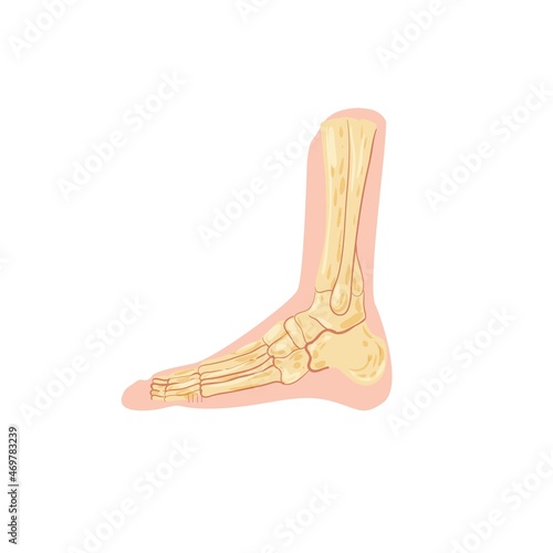Cartoon flat person foot bones isolated on empty background-health care,human skeleton anatomy,medical treatment and therapy,educational material concept,web site banner ad design
