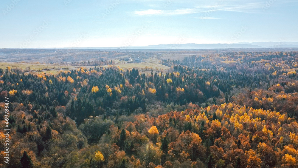 autumn forest from aerial view