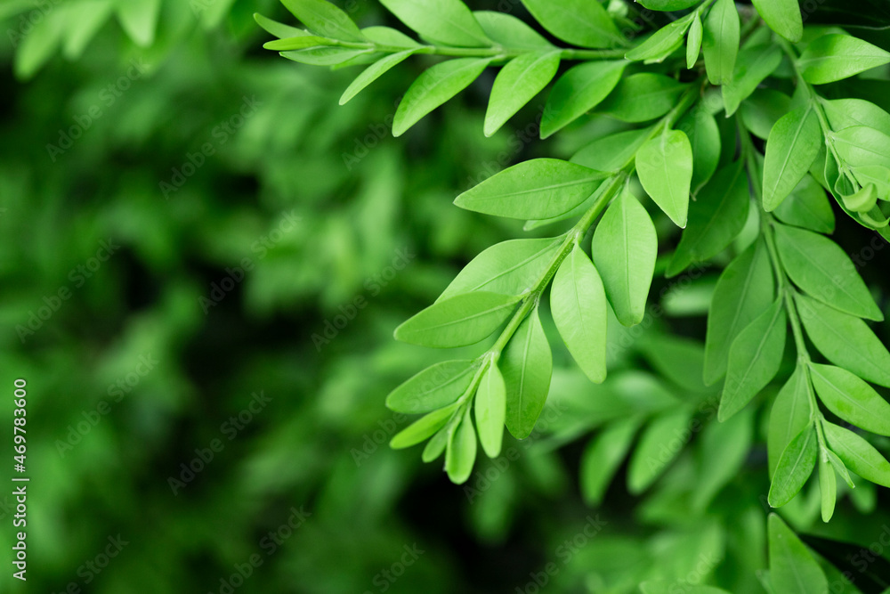 Bright colorful spring background with foliage. Spring. Bright colorful spring background with foliage. Spring.