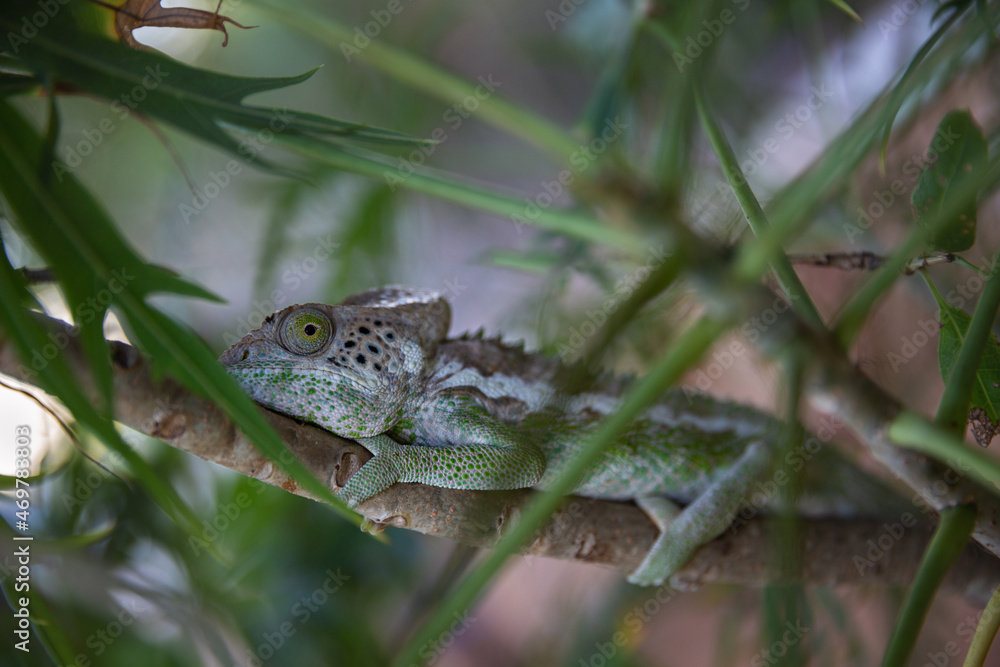 A chameleon is sitting on a tree branch. Madagascar A chameleon is sitting on a tree branch. Madagascar