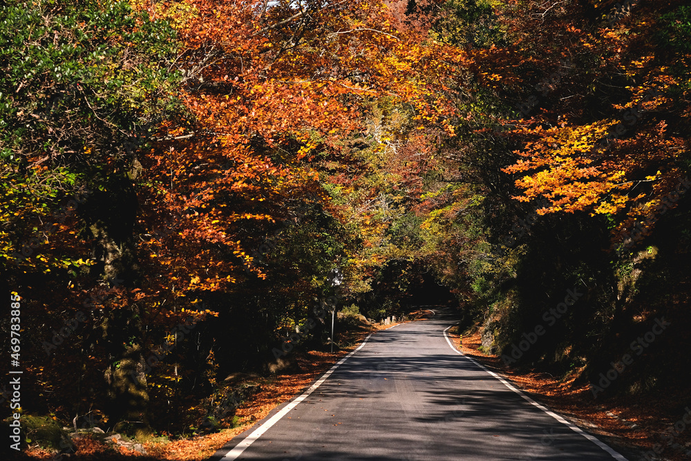 Road in autumn forest