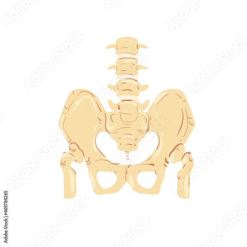Cartoon flat person spine and pelvis isolated on empty background-health care,human skeleton anatomy,medical treatment and therapy,educational material concept,web site banner ad design