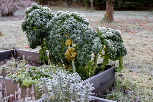 Kale or leaf cabbage Brassica oleracea outdoors in late autumn, covered by hoarfrost in early autumn.