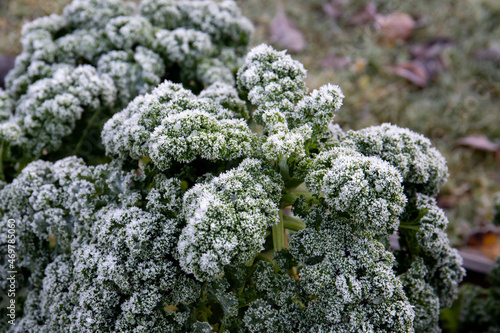 Kale or leaf cabbage Brassica oleracea outdoors in late autumn, covered by hoarfrost in early autumn.