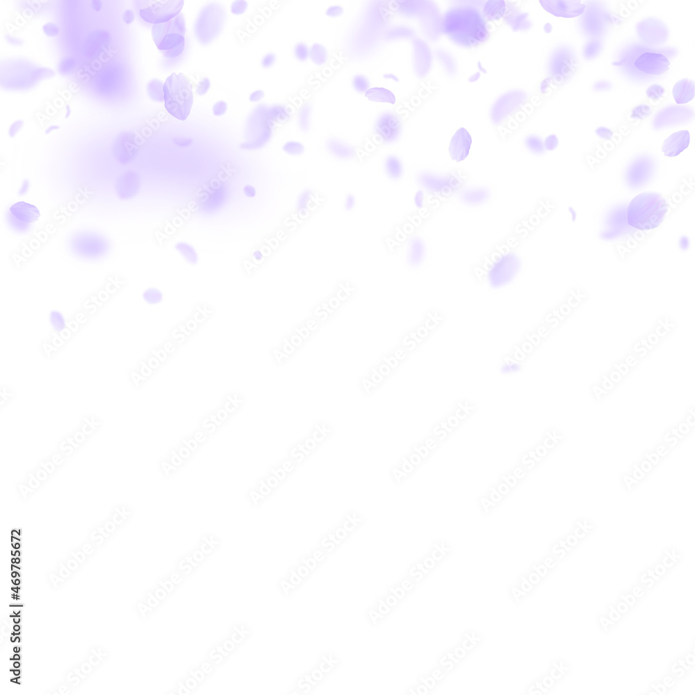 Violet flower petals falling down. Extra romantic Violet flower petals falling down. Extra romantic
