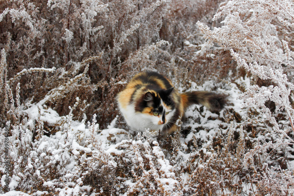 Obraz premium Tricolor fluffy cat playing in winter snowy grass