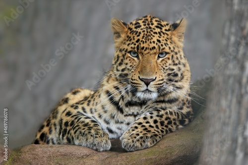 Принти на полотні Portrait of Leopard Panthera pardus japonensis