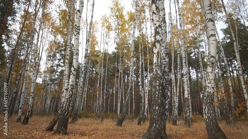 Wallpaper Mural Autumn landscape yellow grass and tree leaves swaying in soft wind. Autumn season Torontodigital.ca