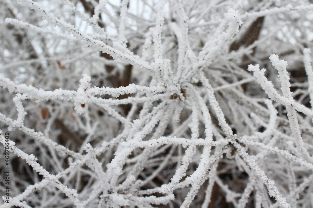 snow covered branches snow covered branches