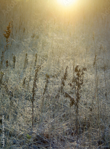 Fototapeta Naklejka Na Ścianę i Meble -  A field of timothy grass, lit by sun, with frozen dew