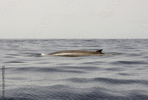 A spine and fin of diving blue whale photo
