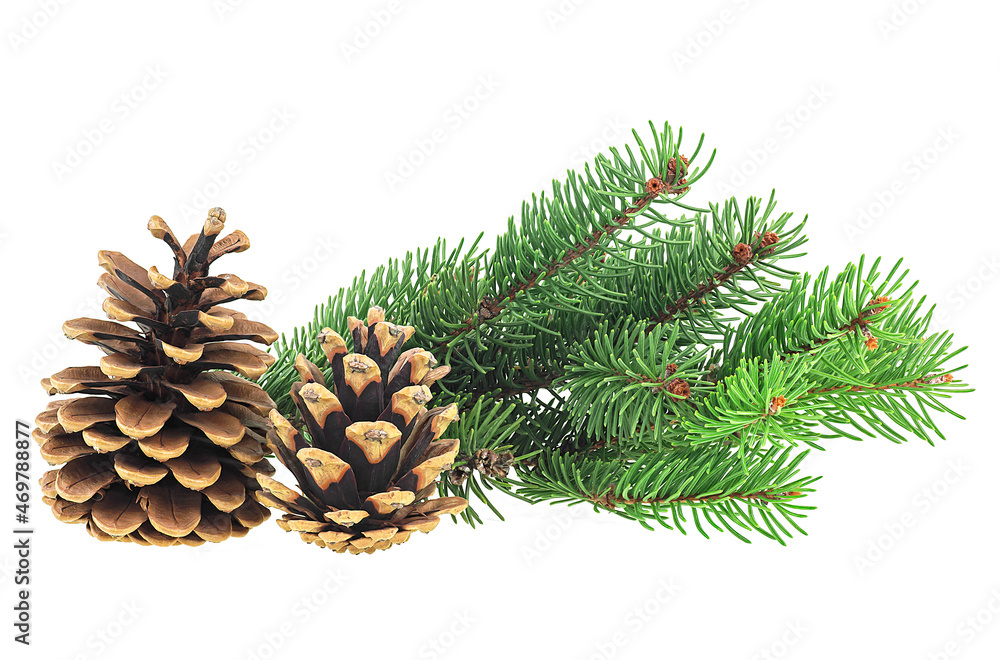 Christmas decoration - two pine cones with fir tree branch isolated on a white background. Christmas decoration - two pine cones with fir tree branch isolated on a white background.