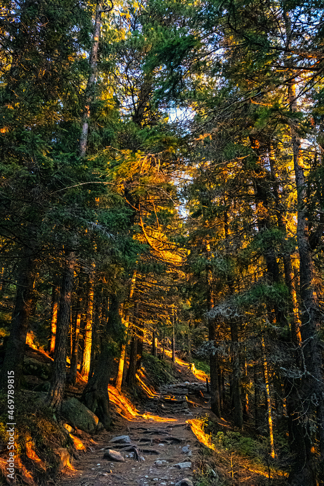 Coniferous forest, High Tatras mountains, Slovakia, sunrise scene