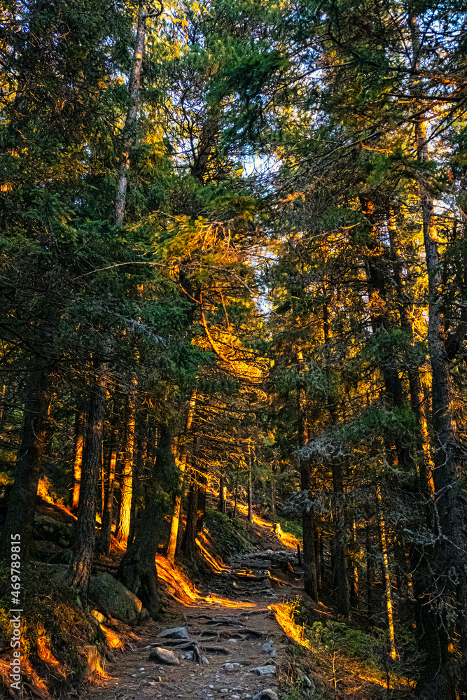 Coniferous forest, High Tatras mountains, Slovakia, sunrise scene Coniferous forest, High Tatras mountains, Slovakia, sunrise scene