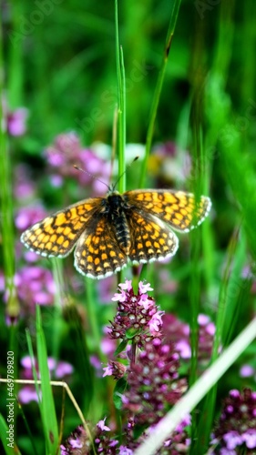 butterfly on flower © Łukasz