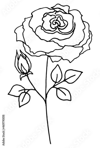Rose flower contour hand-drawn in vector. For minimalistic design  packaging design  social media.