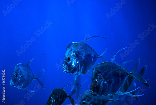 Selene fish Atlantic moonfish swarm in blue water ocean aquarium nature 