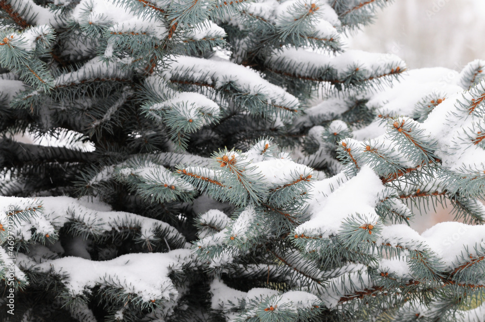 Close-up of fir tree branches covered in snow in a park Close-up of fir tree branches covered in snow in a park