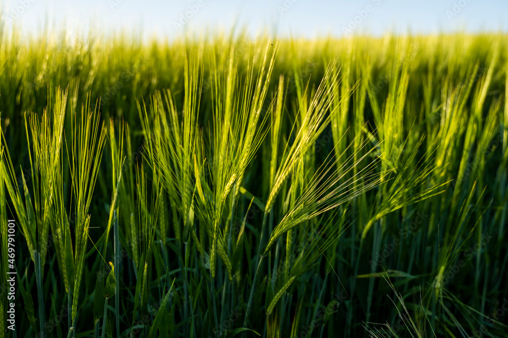 Young green barley growing in agricultural field in spring. Unripe cereals. The concept of agriculture, organic food. Barleys sprout growing in soil. Close up on sprouting barley in sunset.