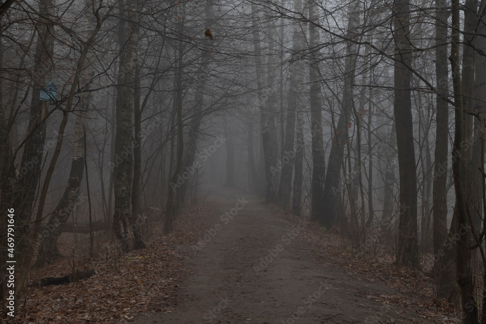 Selective focus. Dark dense forest with dirty road and black bare tree silhouettes covered with solid fog in the early morning. Autumn fallen leaves lies on the ground. Copy space for your text. Selective focus. Dark dense forest with dirty road and black bare tree silhouettes covered with solid fog in the early morning. Autumn fallen leaves lies on the ground. Copy space for your text.