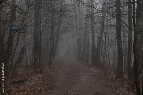 Selective focus. Dark dense forest with dirty road and black bare tree silhouettes covered with solid fog in the early morning. Autumn fallen leaves lies on the ground. Copy space for your text.